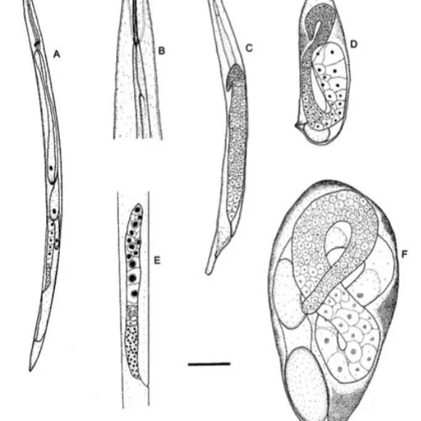 thumbnail for publication: Entomopathogenic Nematodes of Thrips Thripinema spp. (Nematoda: Tylenchida: Allantonematidae)